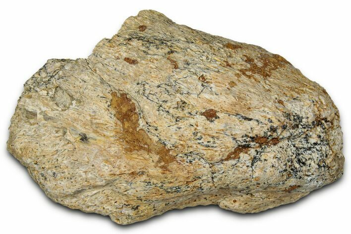 Dinosaur (Triceratops) Frill Shield Section - Montana #348066